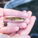 a tiny striped fish laying on a hand