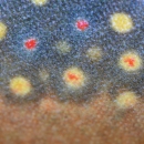 Bright colors and markings of a brook trout