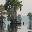 Large cypress trees emerging from open water