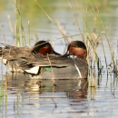 A pair of ducks preen in water among grasses.