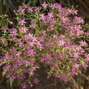 A flowering plant with multiple pink flowers