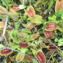 Top view of many Venus flytrap plants close to the ground. The leaves show a red inner-side and light green outside.