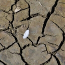 A single white feather rests on cracked, brown, dry mud.