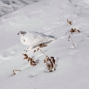 White mount rainier white-tailed ptarmigan on a field of snow