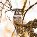 Northern-hawk owl