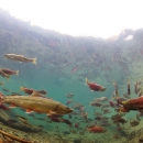 Bull trout and kokanee salmon underwater