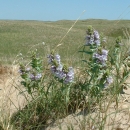 Blowout penstemon in Sandhills