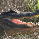 Head of an alligator in the brush, mouth slightly open