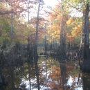 Fall scene near waters edge with cypress trees