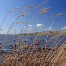 J. Clark Salyer WMD Herd Lake WPA