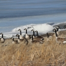 Canada Geese