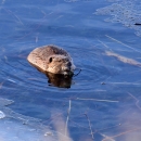 North American Beaver in the water