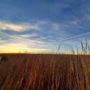 A sunlit bright blue sky over tall prairie grasses