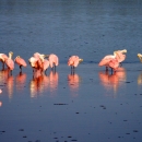 Several wading roseate spoonbills