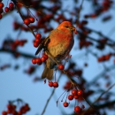 Pine grosbeak in winter crab apple tree