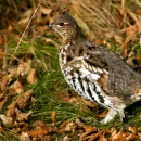 Ruffed grouse in Fall leaf litter with green grass