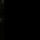 White fringeless orchid