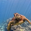 A green sea turtle swims along the bottom of the reef.