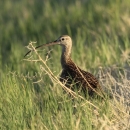 A Long-billed Curlew walking through grass at Fish Springs National Wildlife Refuge in Utah