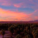 A bright sunset of orange, pink, and purple over countless plam trees