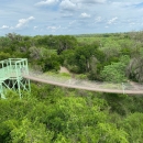 Canopy bridge surrounded by a canopy of trees at Santa Ana NWR.