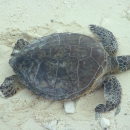 Green sea turtle lays on the beach