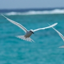 Two white terns fly forwards. The ocean with waves crashing in the back are behind them.