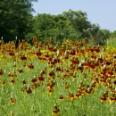 Field of wildflowers with green stems and petals of red and yellow.