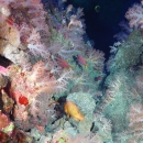 Mariana Trench fish and corals