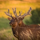 Two bull elk in profile against a prairie background