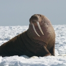 A large Pacific walrus bull watches the camera.