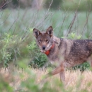 Red wolf in a field in eastern North Carolina