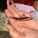 Small fish with black stripe lying on its side in an open hand.
