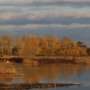 A flooded wetland with trees in the background.