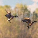 Three brown geese with black heads and necks, white cheek patches landing in front of trees in the background.