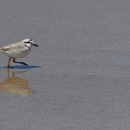 Western snowy plover