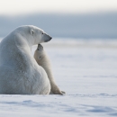 A polar bear adult and cub sit on ice.