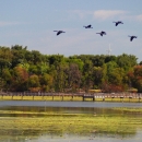 a flock of birds flying over a body of water on a refuge