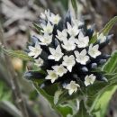 cream-colored flowers surrounded by dark green leaves