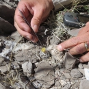 Close-up of researcher's hands using tweezers to handle small yellow flow head