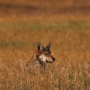 gray wolf pokes head over tall brown grass