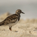 A brown shorebird with a white belly stands on a beach