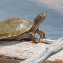 Rio Grande cooter sitting on a tree