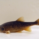 An adult roundtail chub swims at the bottom of a plain white tank.