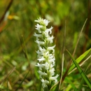 Ute ladies'-tresses plant with white flowers in a grassy environment