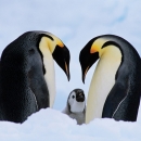 two parent Emperor penguins with young.