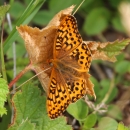 An orange and black butterfly
