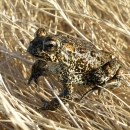 A small spotted brown and black toad on dry grass.