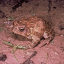 A Houston toad in mud.