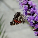 A brown butterfly with a hint of red in the wings perches on a vivid purple spike of flowers